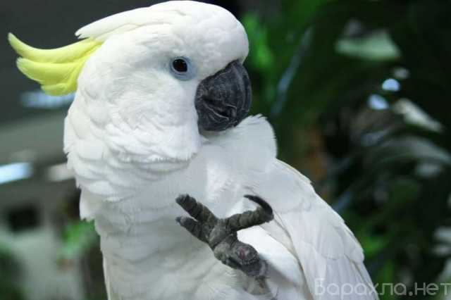Продам: Попугай какаду