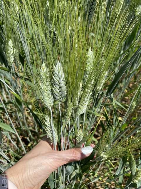 Продам: Семена озимой пшеницы зерноградской селе