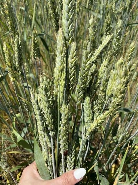 Продам: Семена озимой пшеницы ЭС/РС1/РС2