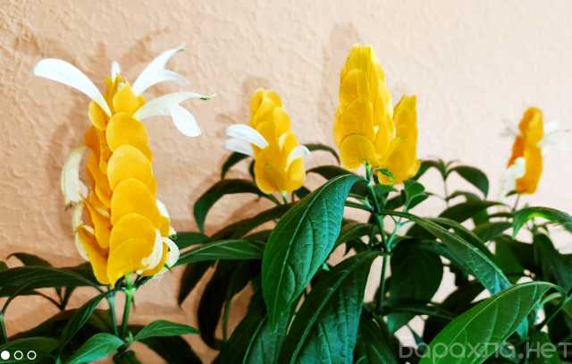 Продам: Пахистахис - тропический цветок - экзот