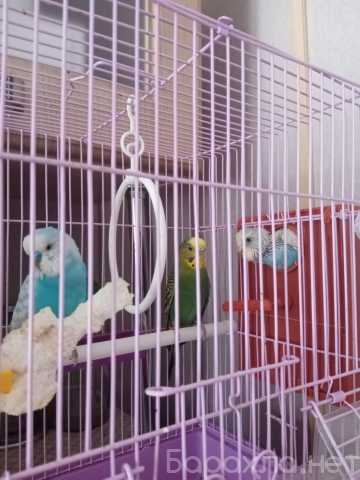 Продам: Волнистые попугаи