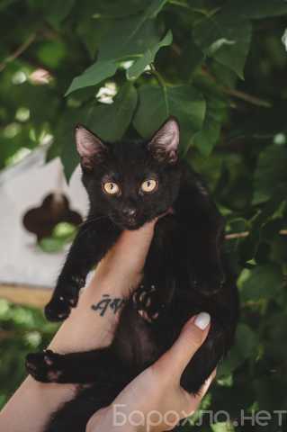 Отдам даром: Черные котята в добрые руки