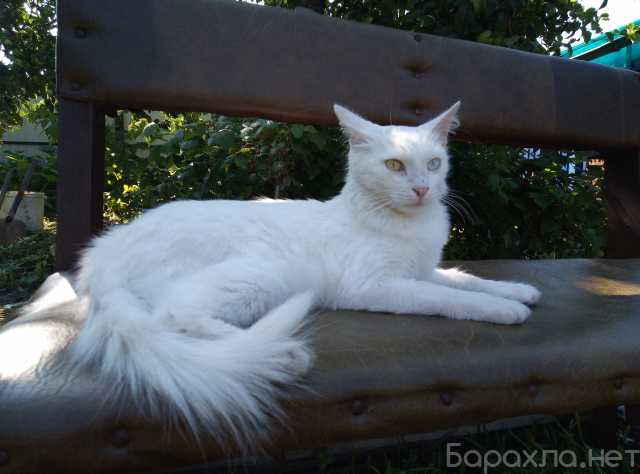 Продам: Белый кот с разными глазами