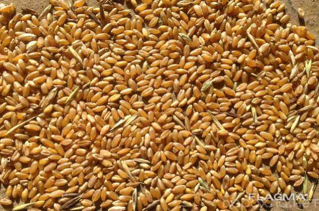 Продам: Реализуем Пшеницу 3, 4, 5 класса, качест