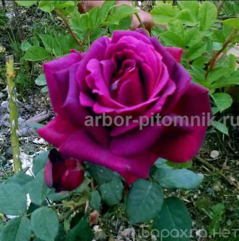 Продам: Саженцы кустовых роз из питомника, катал