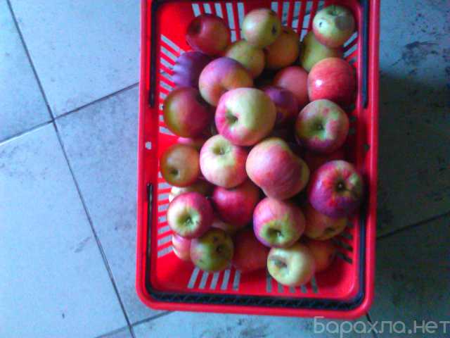 Продам: Яблоки (съём)