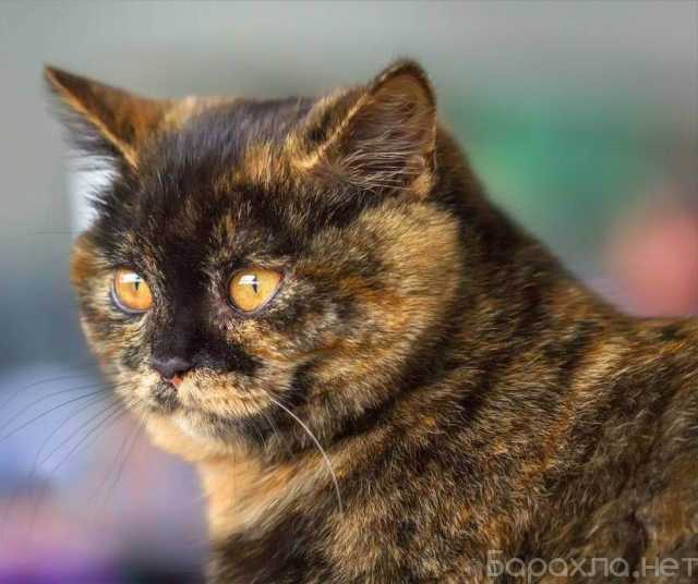 Отдам даром: Британская трехцветная кошка Шоко-Локо