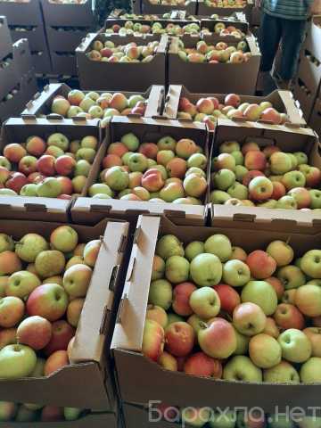 Продам: Яблоки Гала оптом со склада