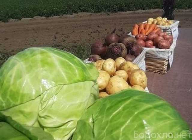 Предложение: Свежий урожай картофеля 2022 года