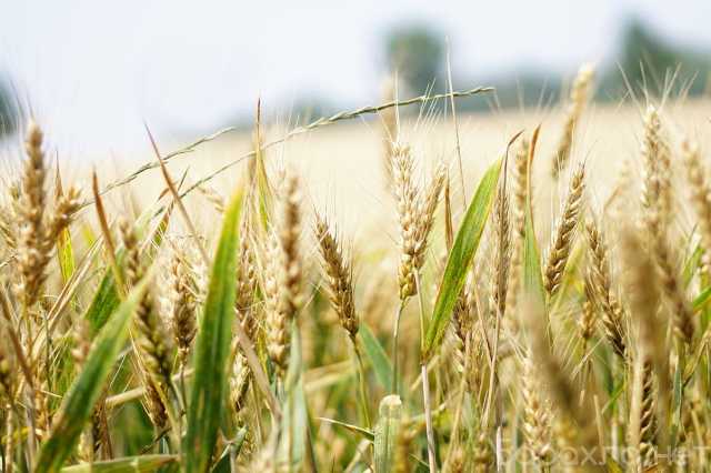 Продам: Семена озимой пшеницы Тимирязевка-150