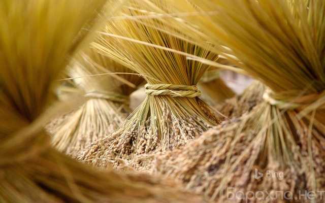 Продам: Семена озимой пшеницы Шарм