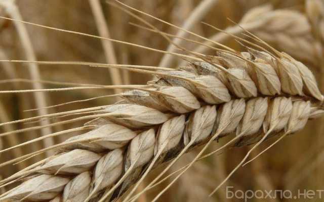 Продам: Семена озимой пшеницы сорт Безостая-100