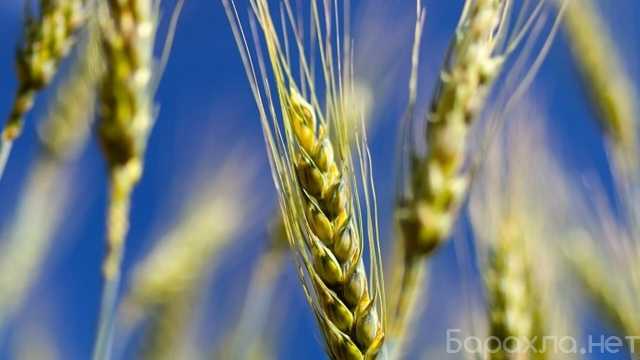Продам: Семена озимой пшеницы Граф