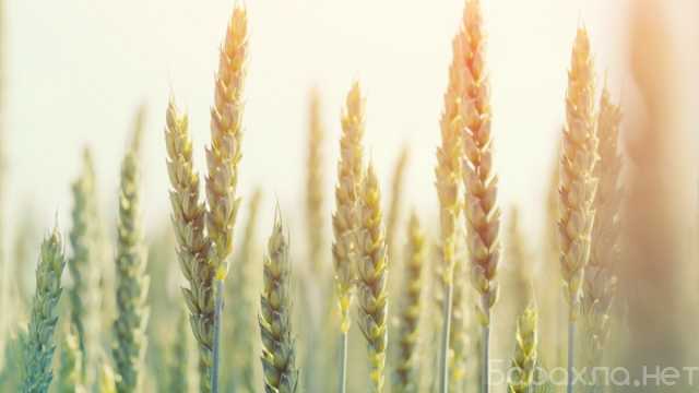 Продам: Семена озимой пшеницы Степь