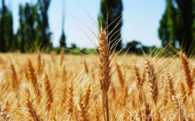 Продам: Семена озимой пшеницы Таня
