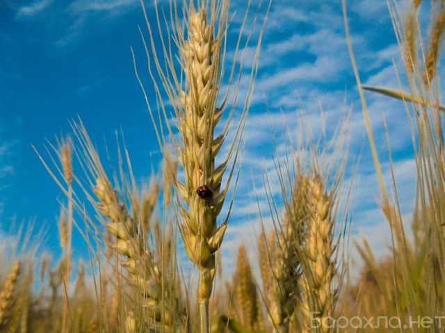 Продам: Семена озимой пшеницы сорт Алексеич