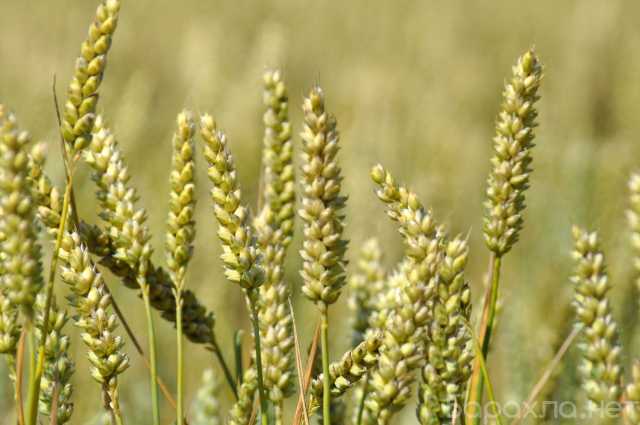 Продам: Семена озимой пшеницы Стиль-18