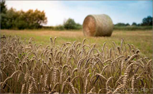 Продам: Семена озимой пшеницы Гомер