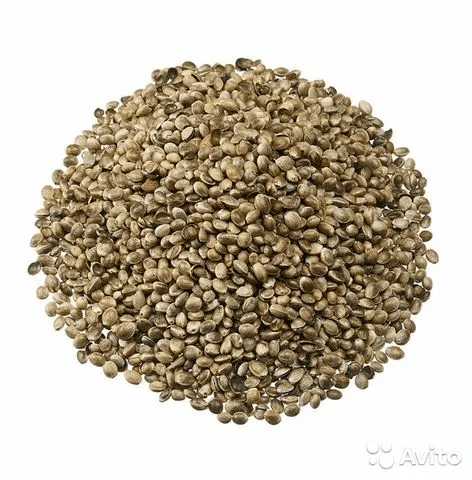 Продам: Семена конопли 5 тонн сорт Вера