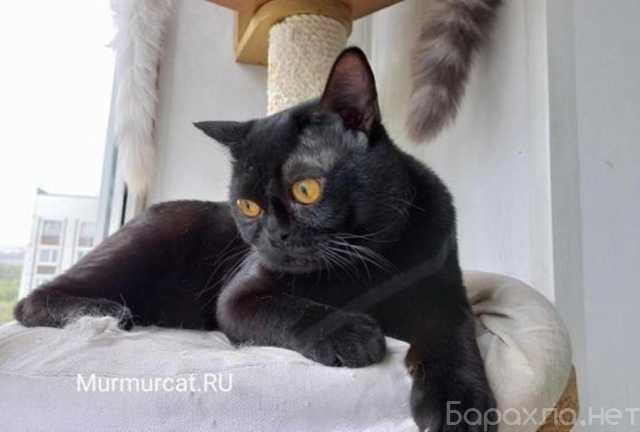 Продам: Бомбейские котята, питомник Murmurcat Москва