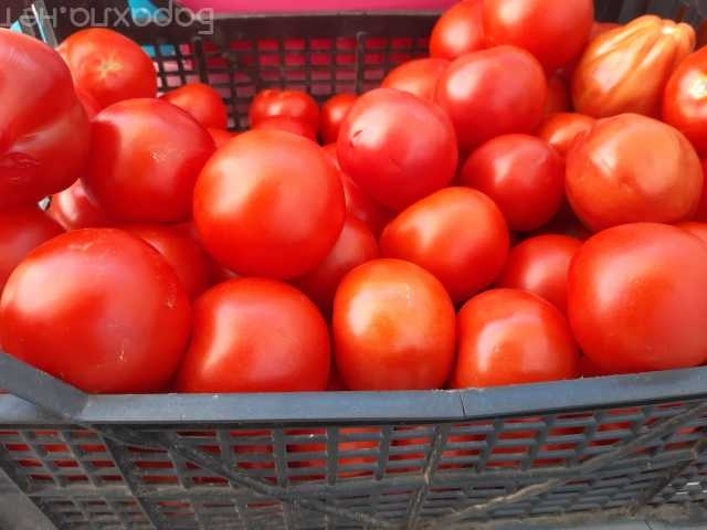 Продам: Продам домашние помидоры