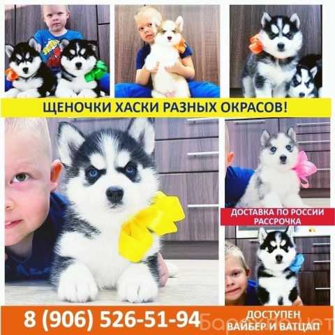 Продам: Сибирские хаски - в продаже щеночки