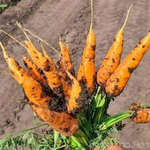 Продам: Лучшие сорта моркови оптом