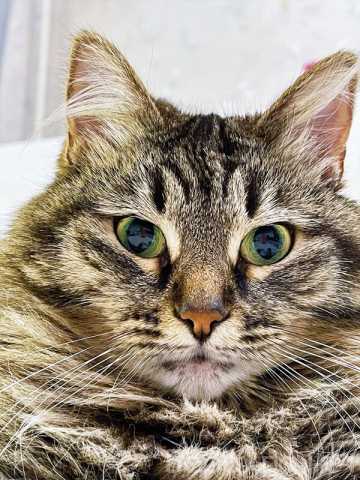 Отдам даром: Роскошная сибирская кошка Мурка в дар
