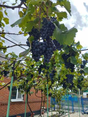 Продам: Продам виноград Молдова