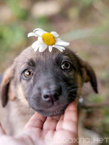 Отдам даром: Трогательная умница щенок Офелия в дар