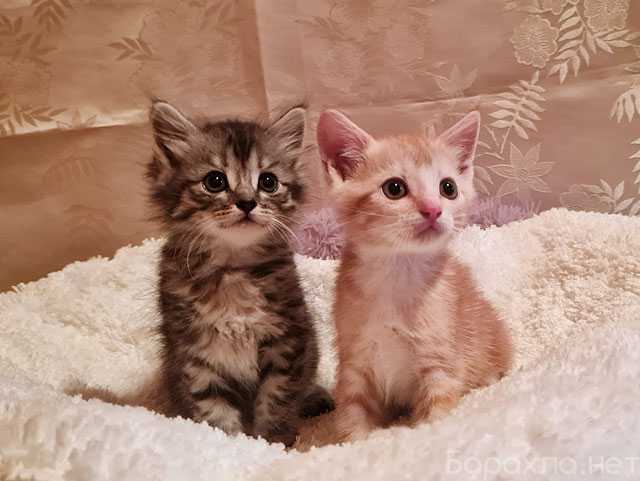 Отдам даром: Домашние котята-малыши Яша и Ника (Подро