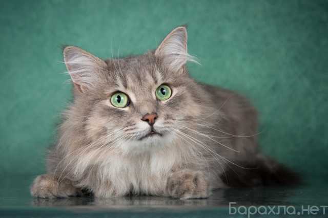 Отдам даром: Молодой сибирский кот Пух в добрые руки