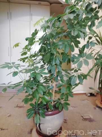 Продам: Комнатное растение ШАФФЛЕРА