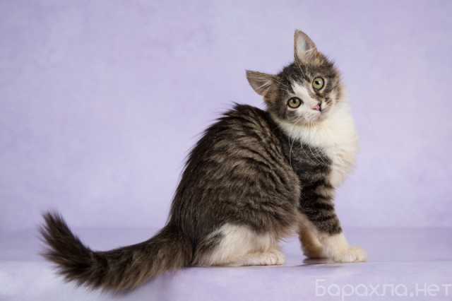 Отдам даром: Сибирские котята от домашней кошки в дар