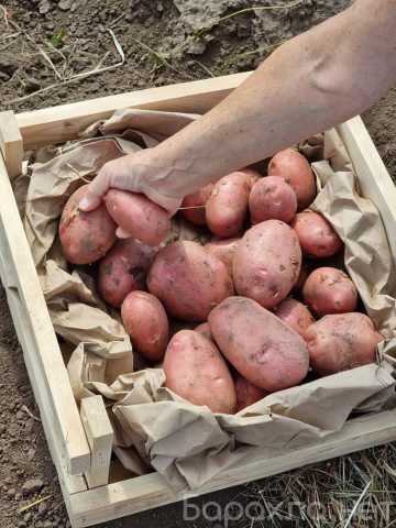 Продам: 11 сортов отборного картофеля в Барнауле