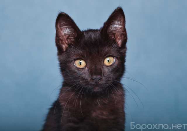 Отдам даром: Шоколадный котенок Бусинка в добрые руки