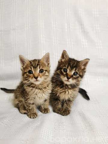 Отдам даром: Два маленьких котенка в добрые руки