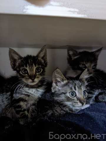 Отдам даром: Три котёнка(мальчики) в хорошие руки