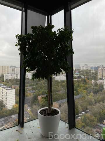 Продам: Растения в Москве