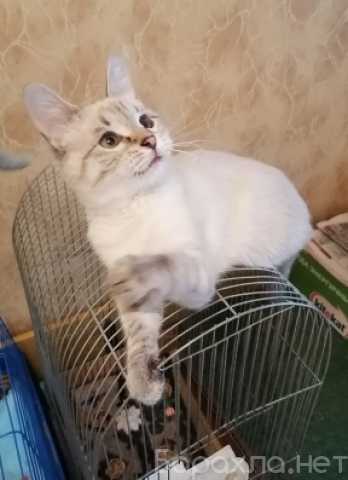 Отдам даром: Тайский котенок Леди в добрые руки