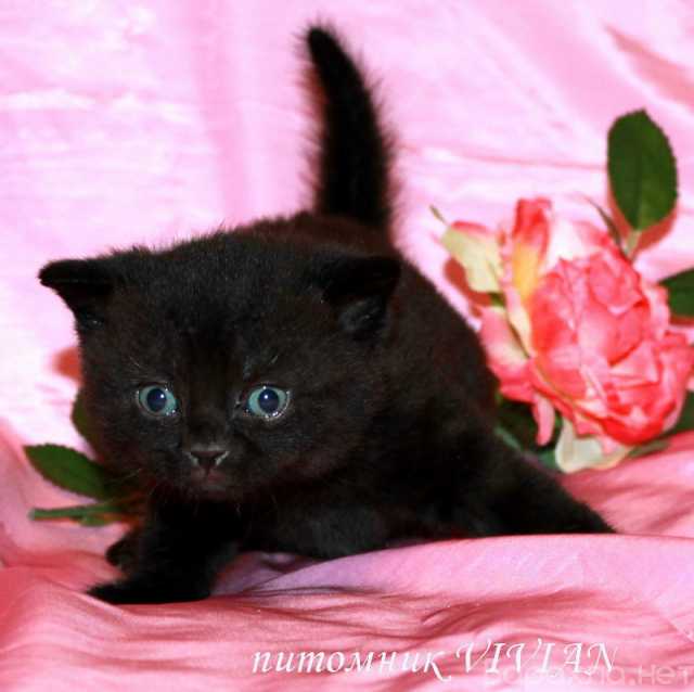 Продам: Британские клубные черные котята из пит