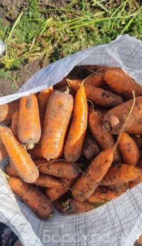Продам: Вкусная морковь сортотипа Шантоне