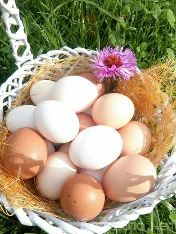 Продам: яйца куриные, отборные деревенские