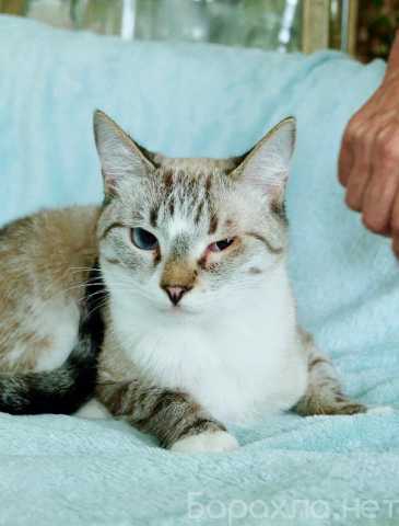 Отдам даром: Тайский котенок-подросток Маффин ищет до