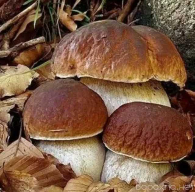 Предложение: Сбор белых грибов на заказ в Нижнем Нов