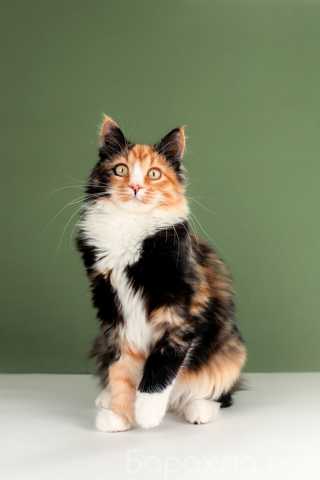 Отдам даром: Пушистый котенок Ириска — метис мейн-кун