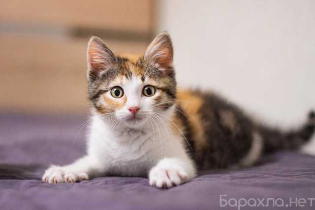Отдам даром: Ручной трехцветный котенок Вишенка в дар