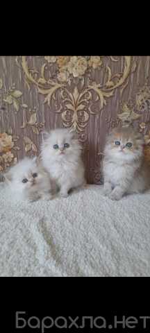Продам: Клубные котята (шиншилла)