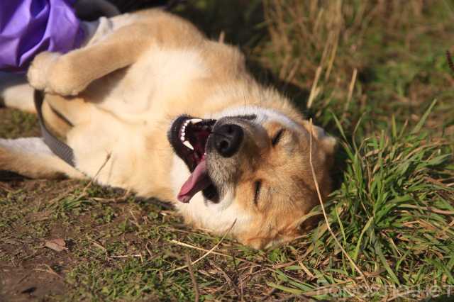 Отдам даром: Солнечная собака-улыбака Грета