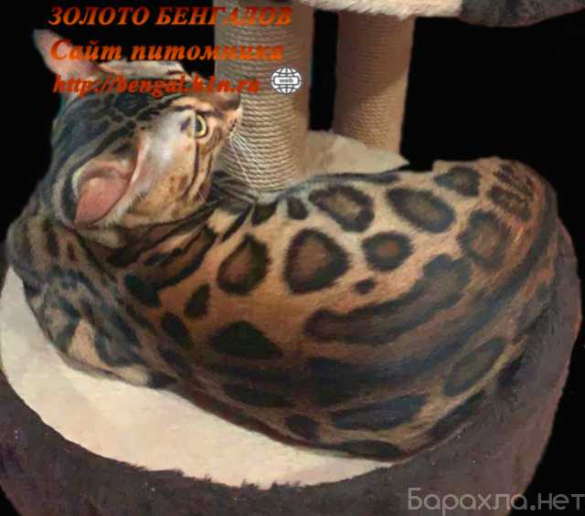 Продам: Вязка с Бенгальским котом Екатеринбург